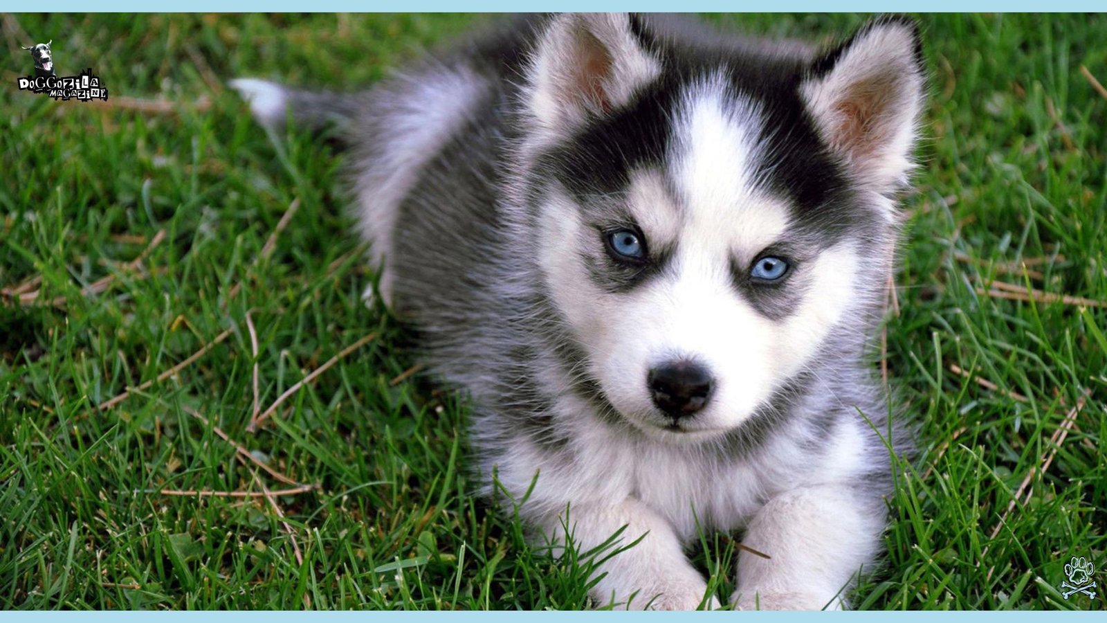 cute crossbreed pup with blue eyes