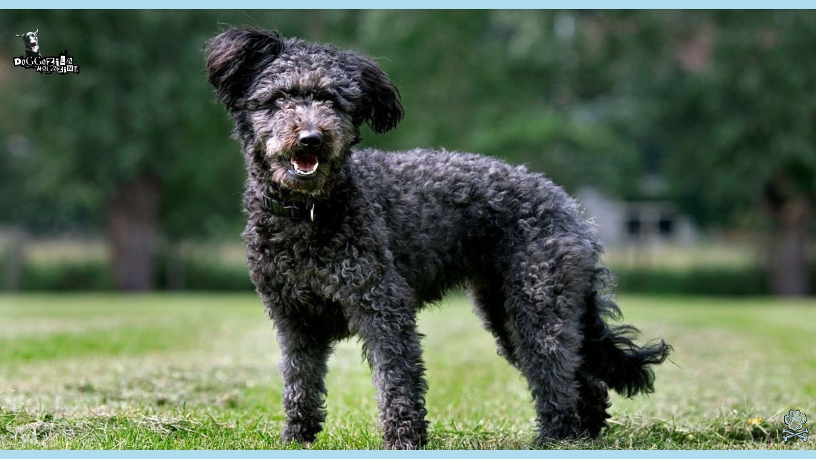 pretty mutt