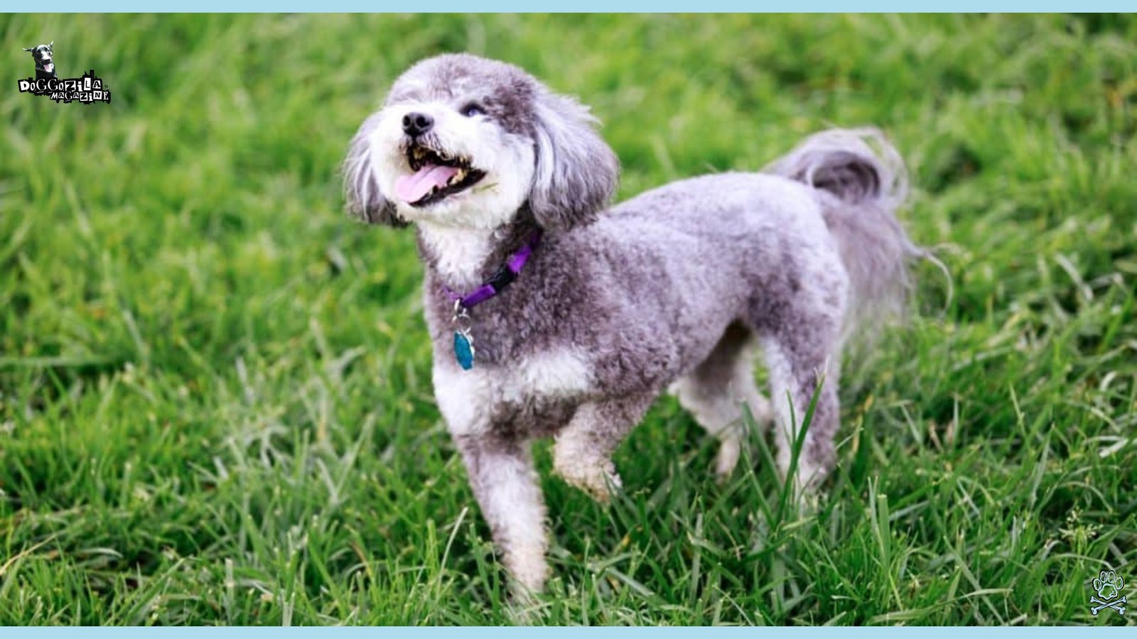 Mixed Breed Dogs
