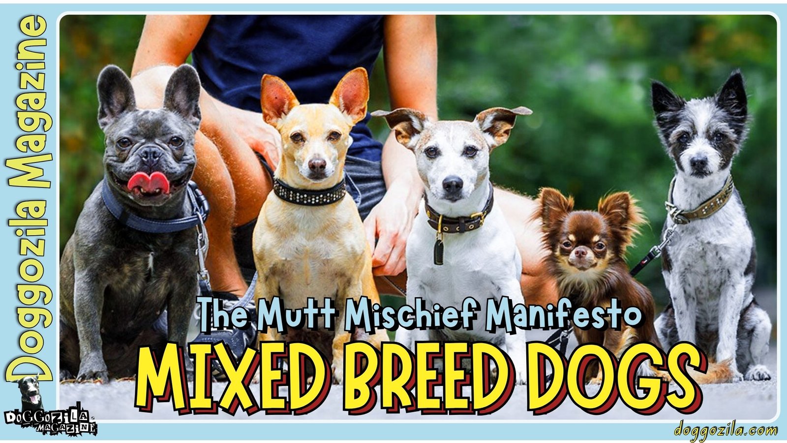 Mixed Breed Dogs