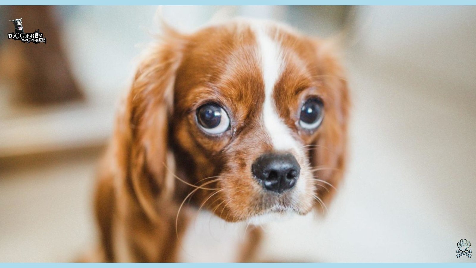 Puppy Dog Eyes