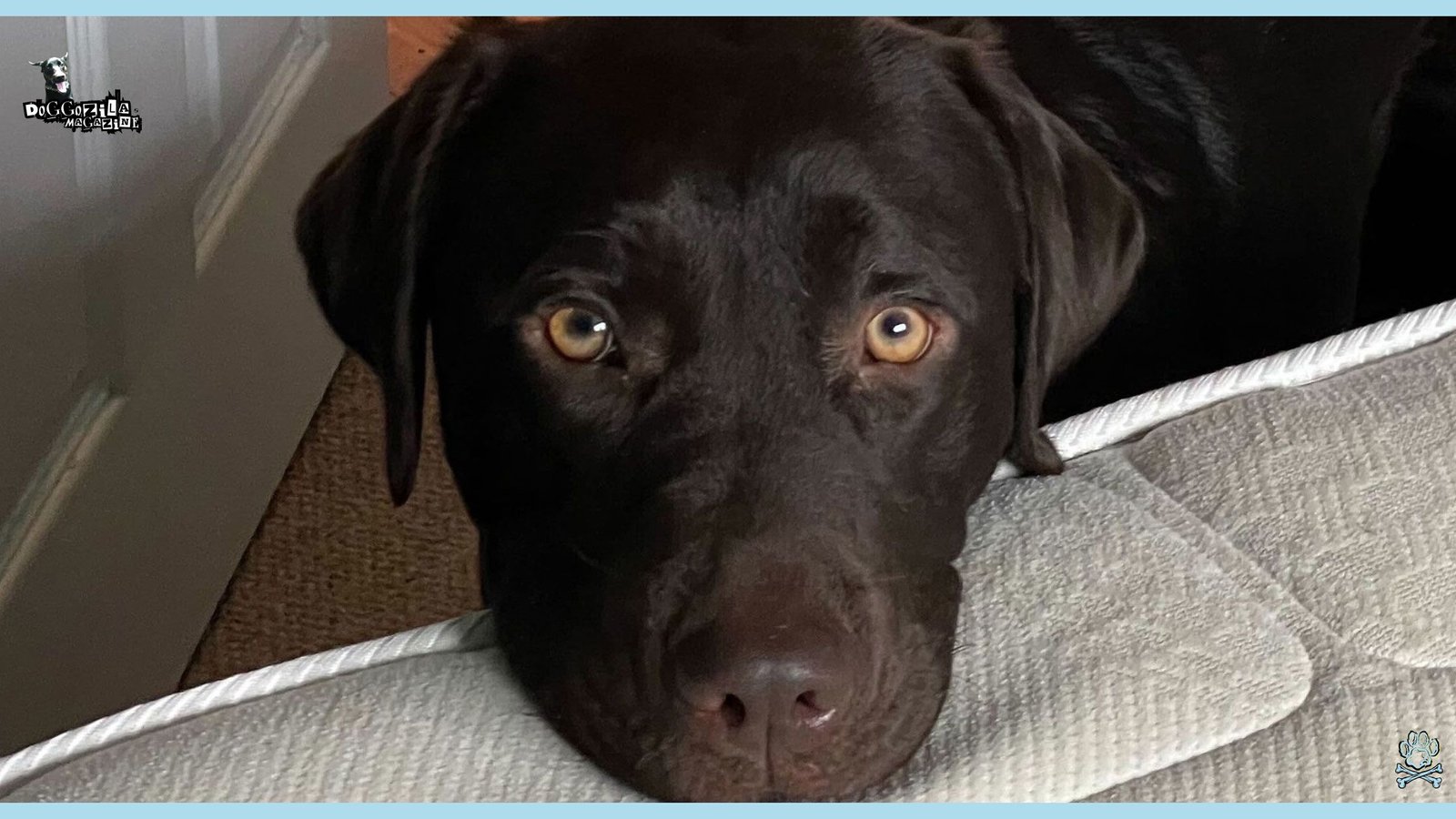 Puppy Dog Eyes