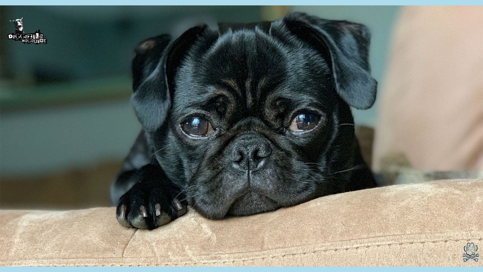 cute little pup
