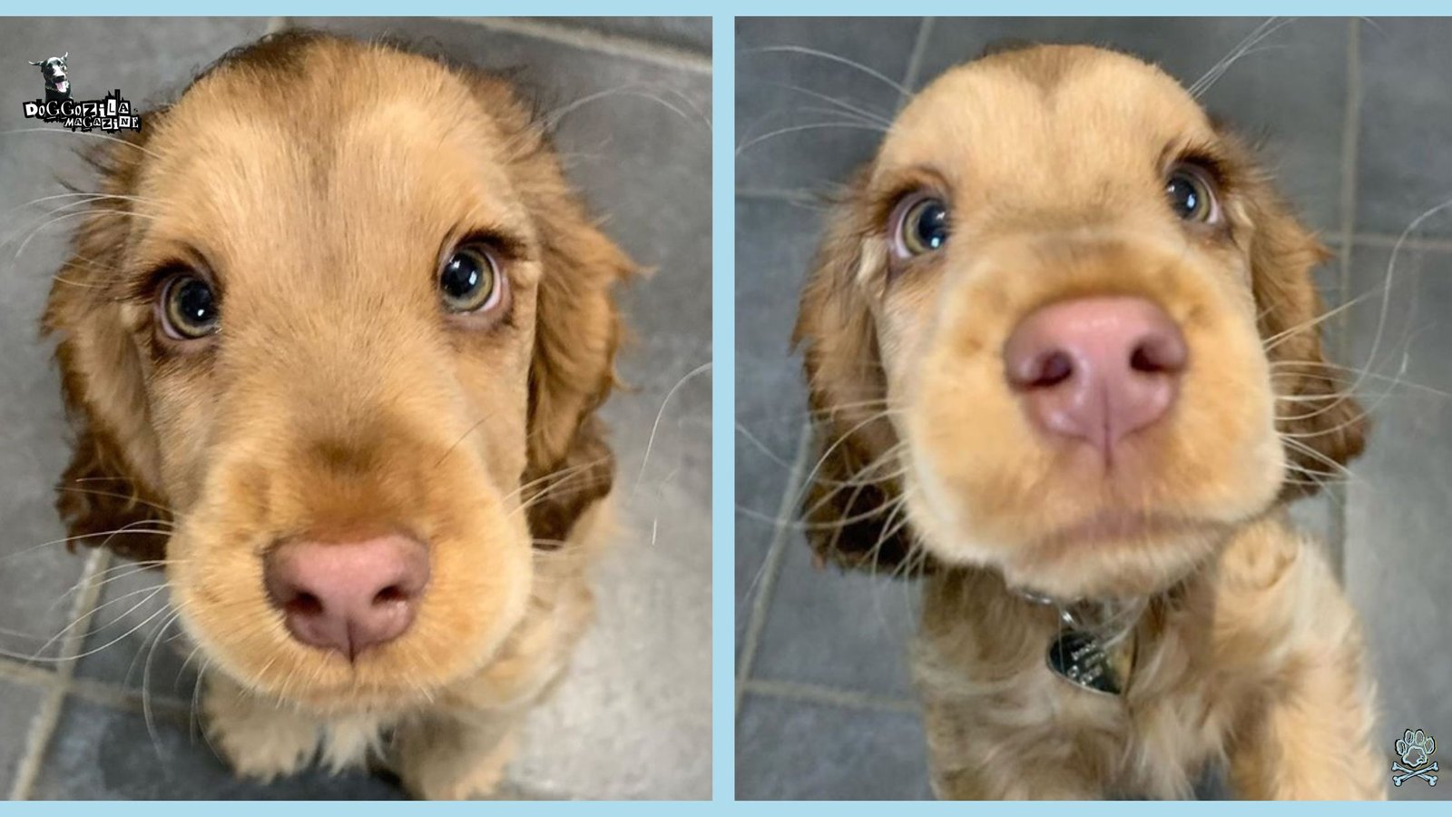 Puppy Dog Eyes