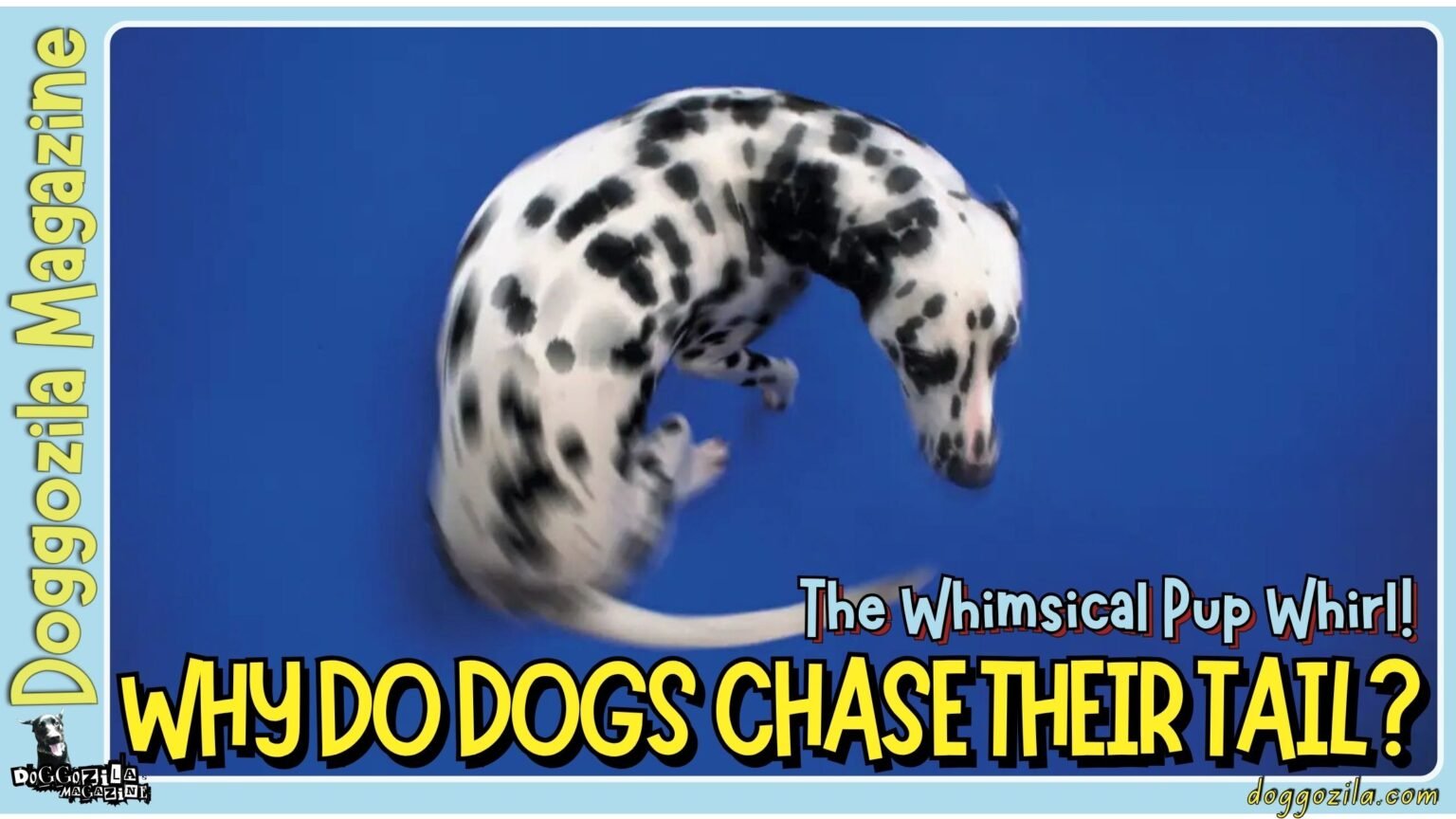 Why Do Dogs Chase Their Tail