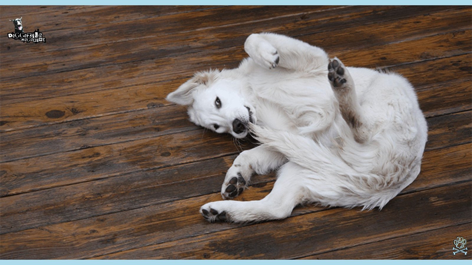 silly pup playing with his tail