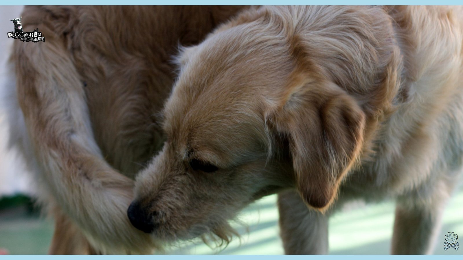 Why Do Dogs Chase Their Tail