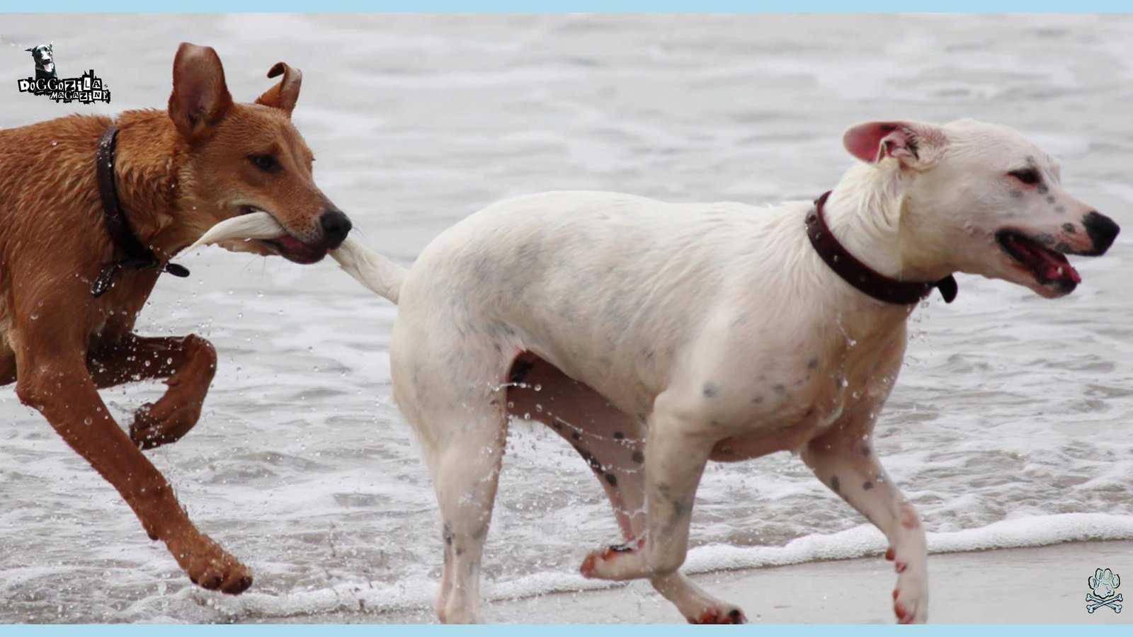 two dogs playing in the sea
