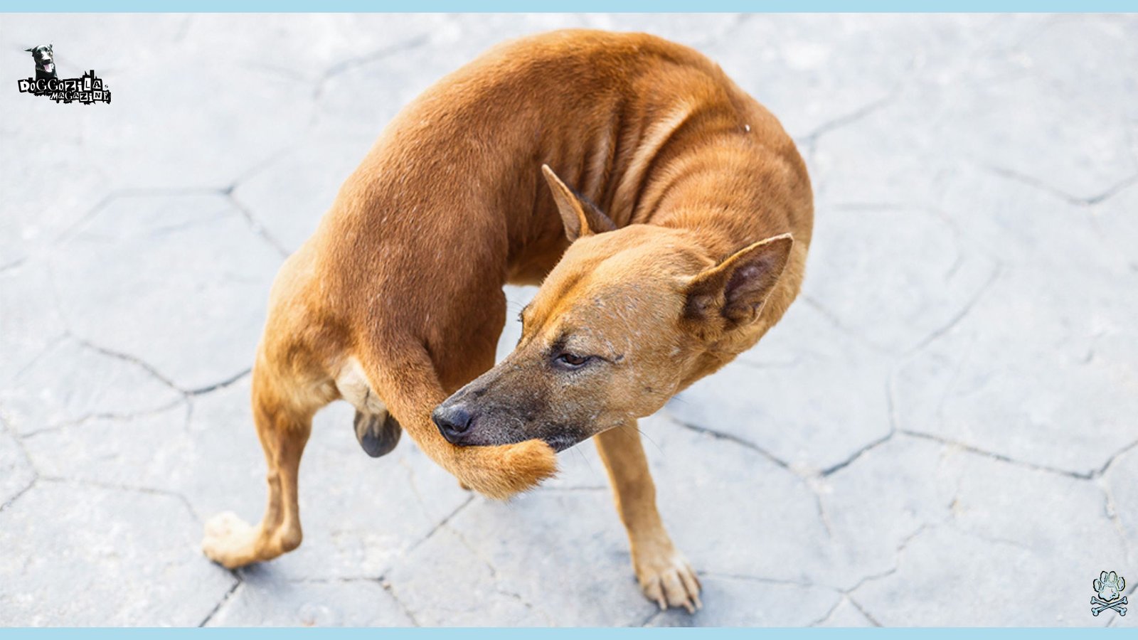 Why Do Dogs Chase Their Tail