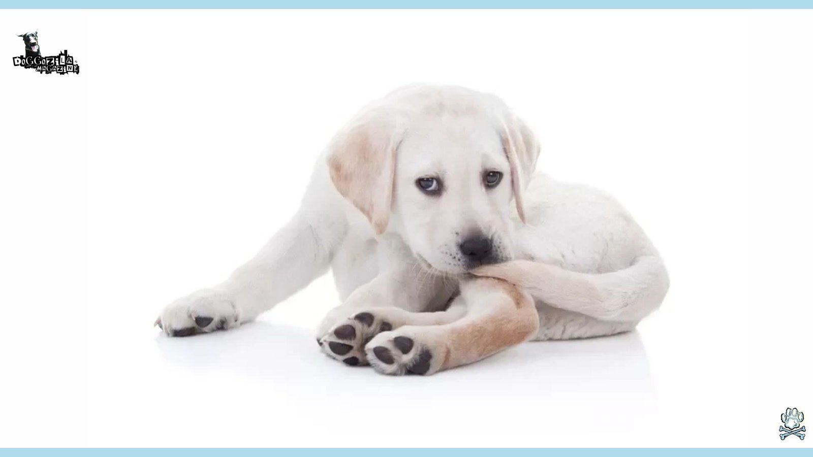 the cutest white labrador puppy