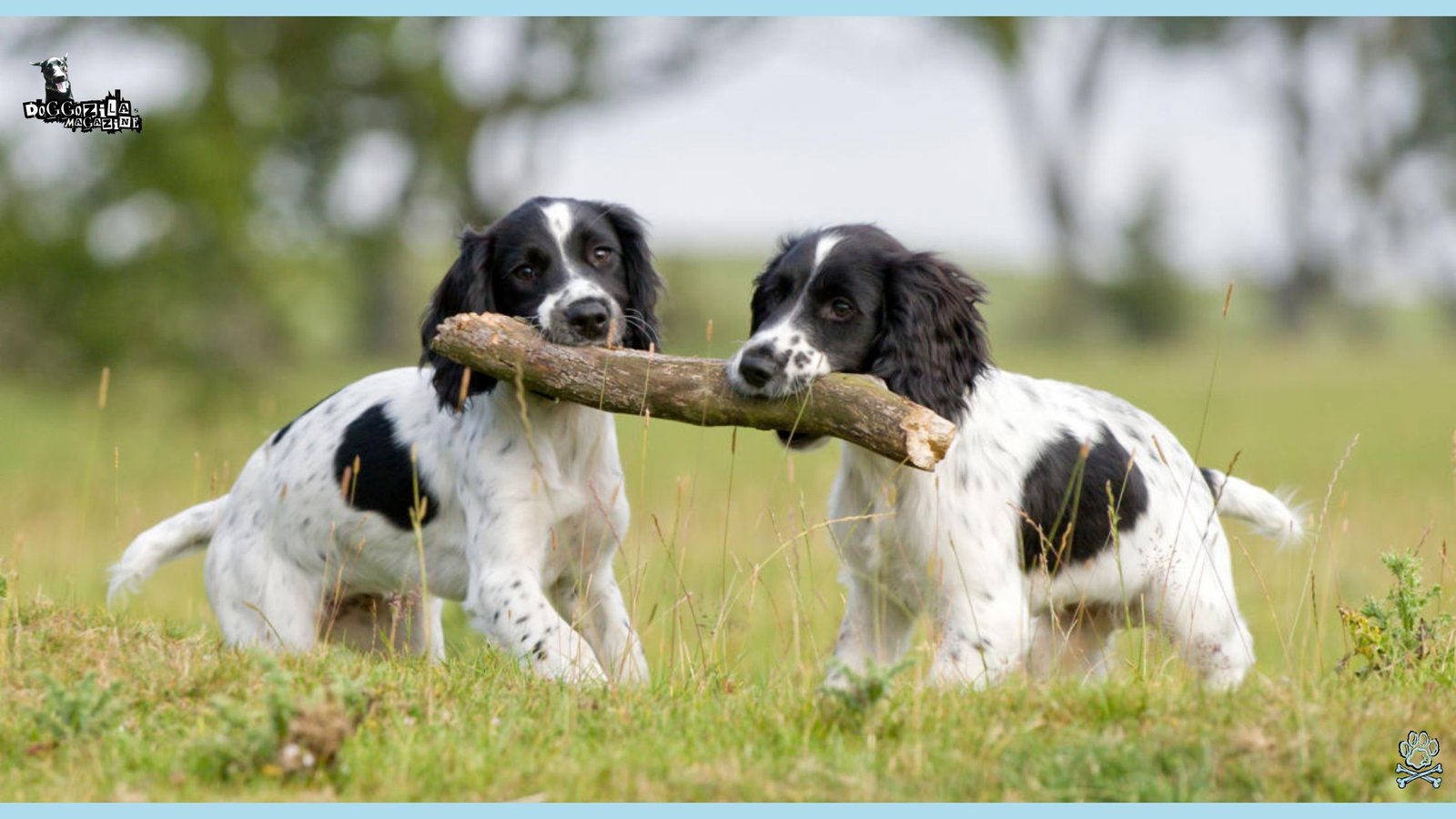 Why Do Dogs Eat Sticks