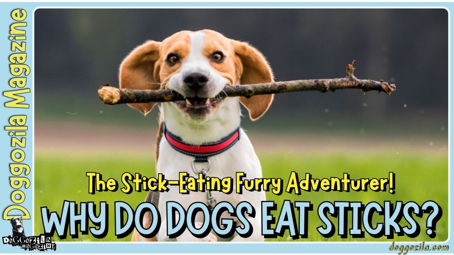 Why Do Dogs Eat Sticks