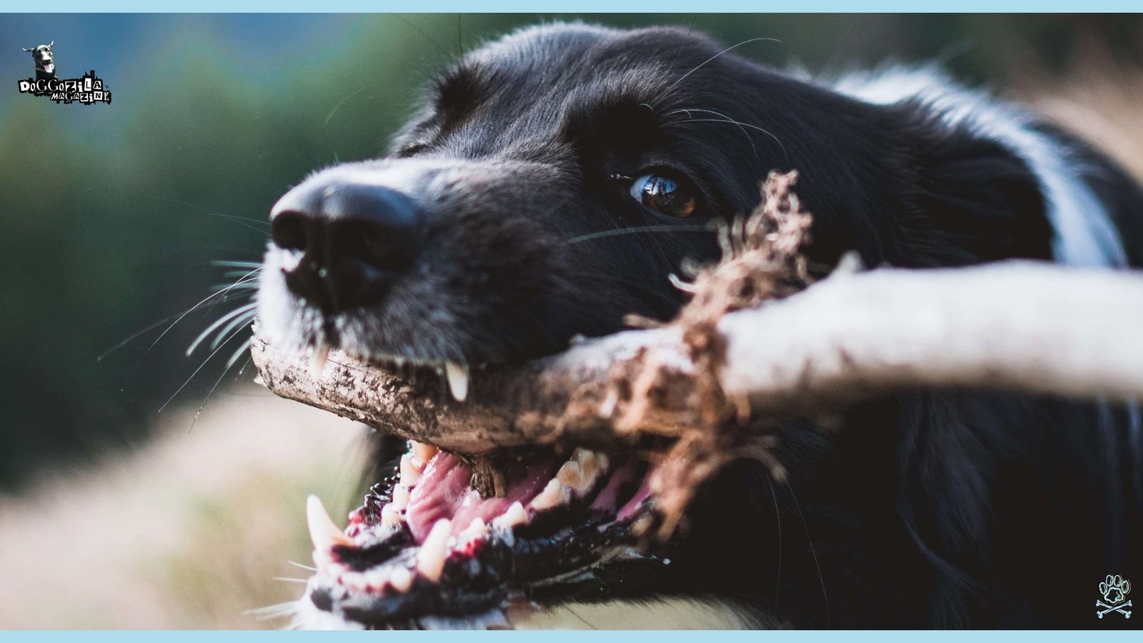 happy dog playing