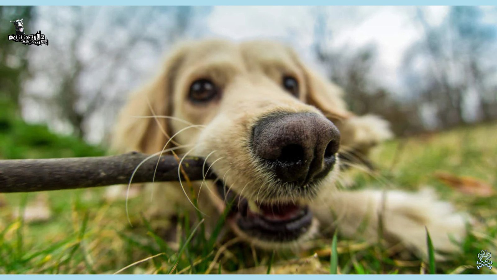 happy Golden retriever playing