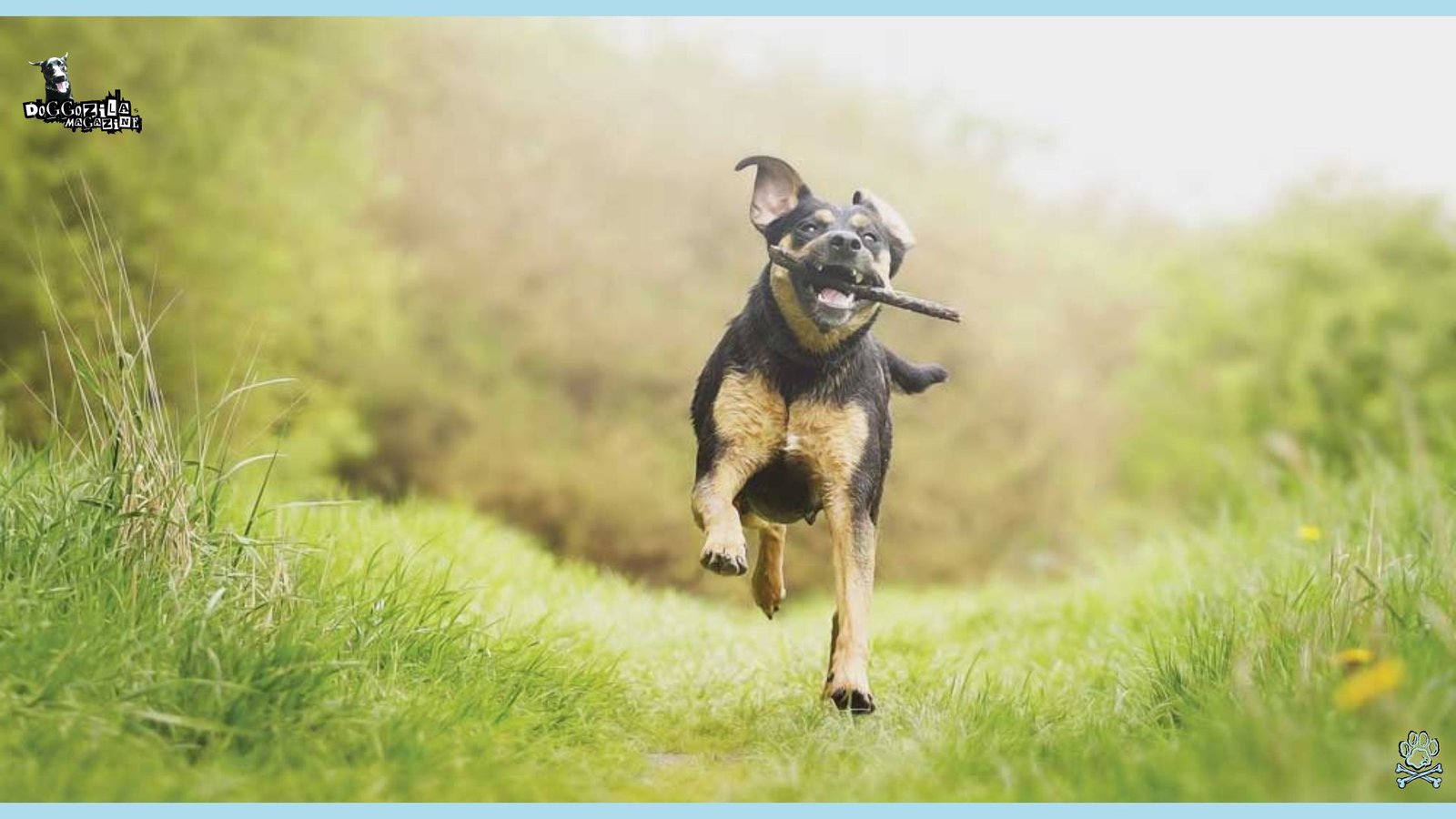 Why Do Dogs Eat Sticks