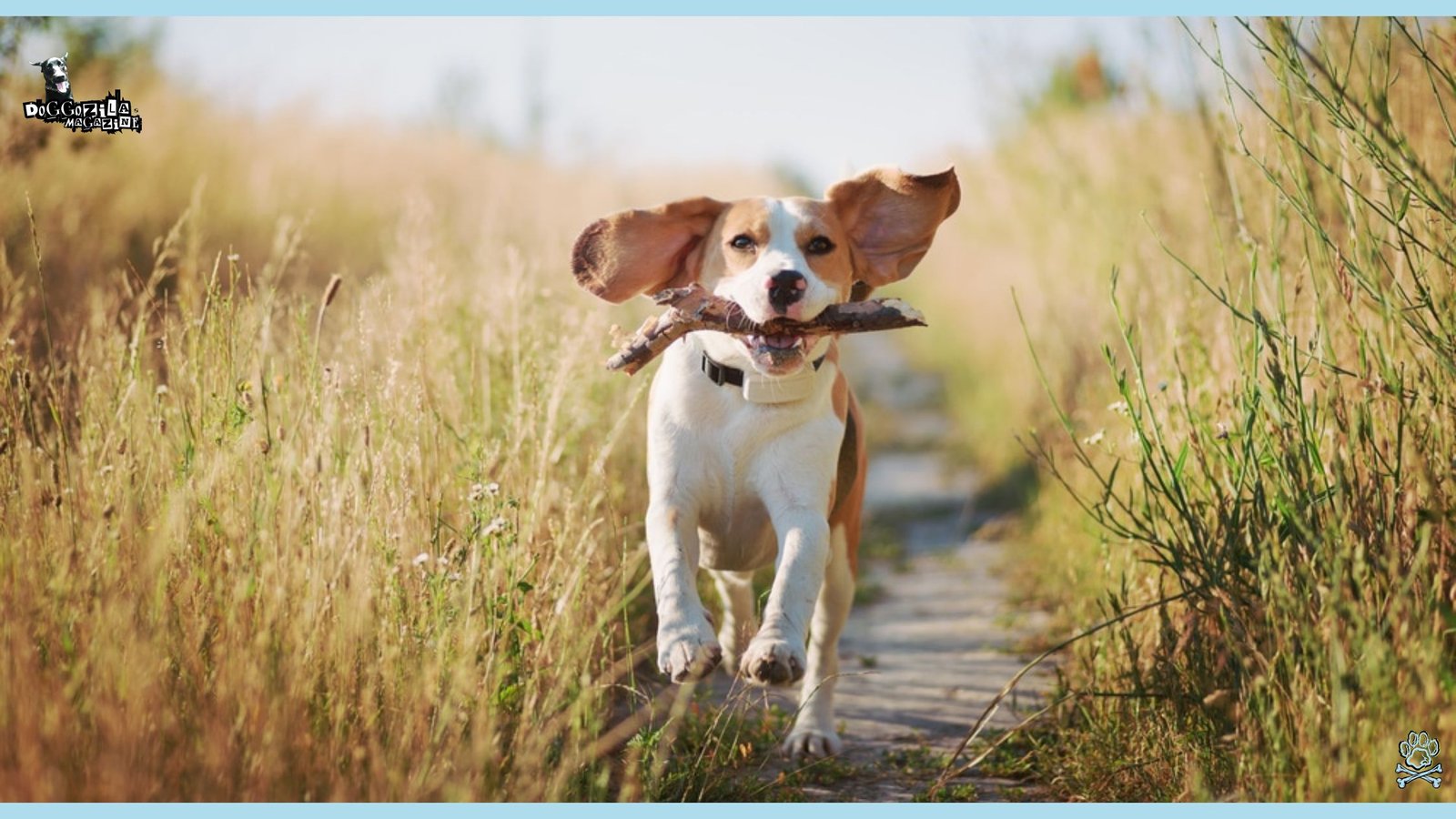 Why Do Dogs Eat Sticks