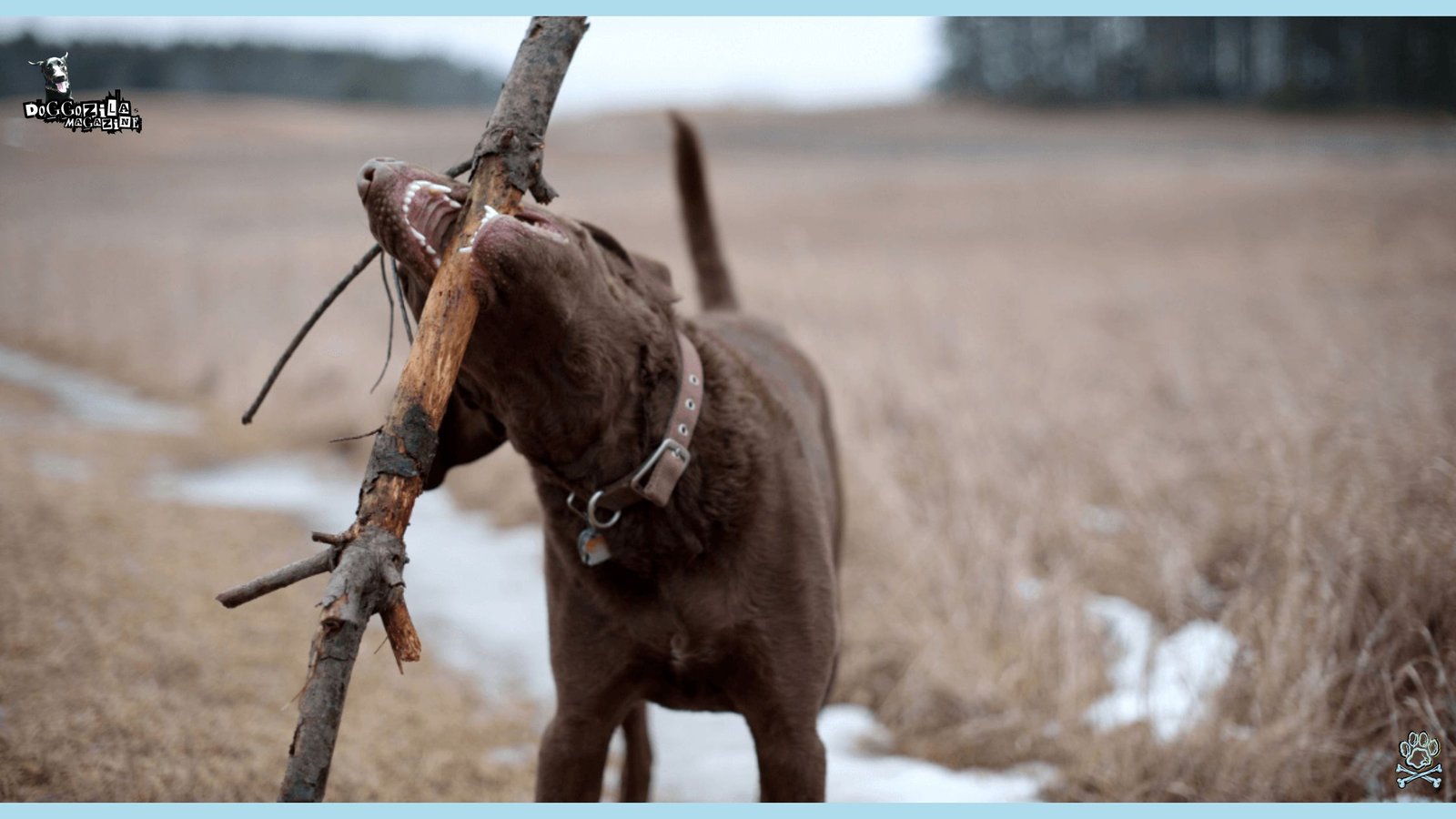 Why Do Dogs Eat Sticks