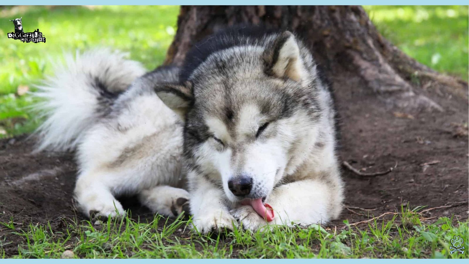Why Do Dogs Groom Themselves