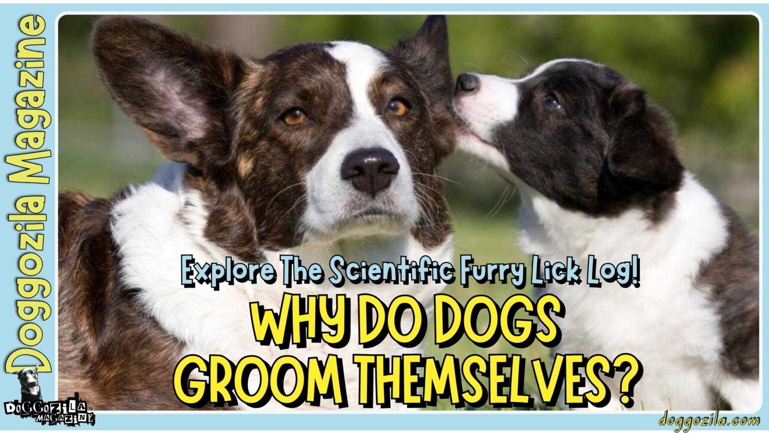 Why Do Dogs Groom Themselves