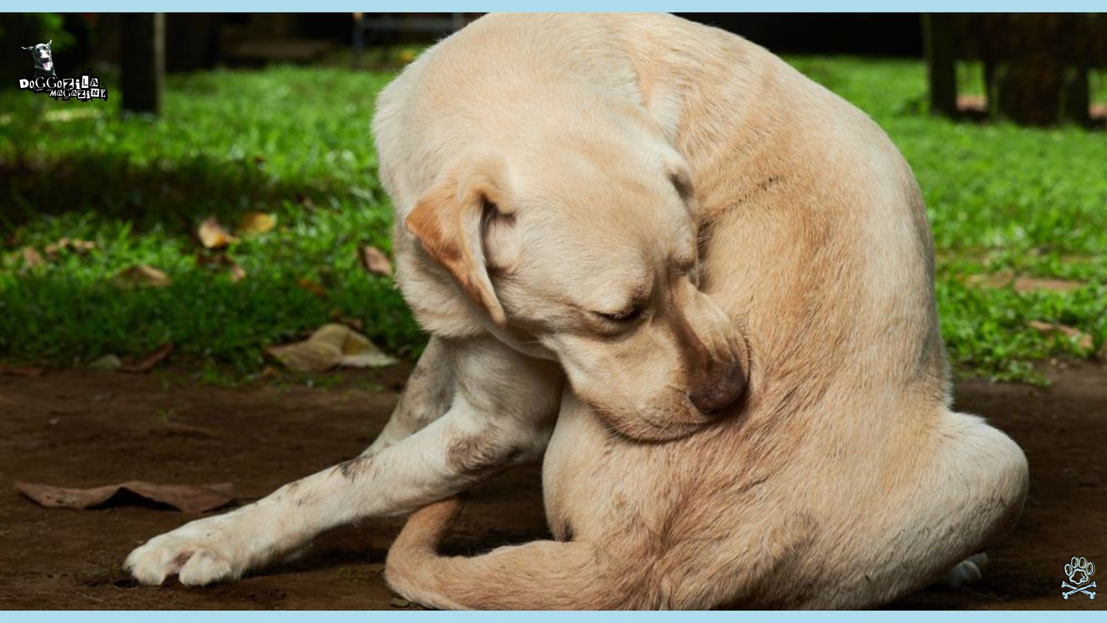 White Labrador Bitting himself