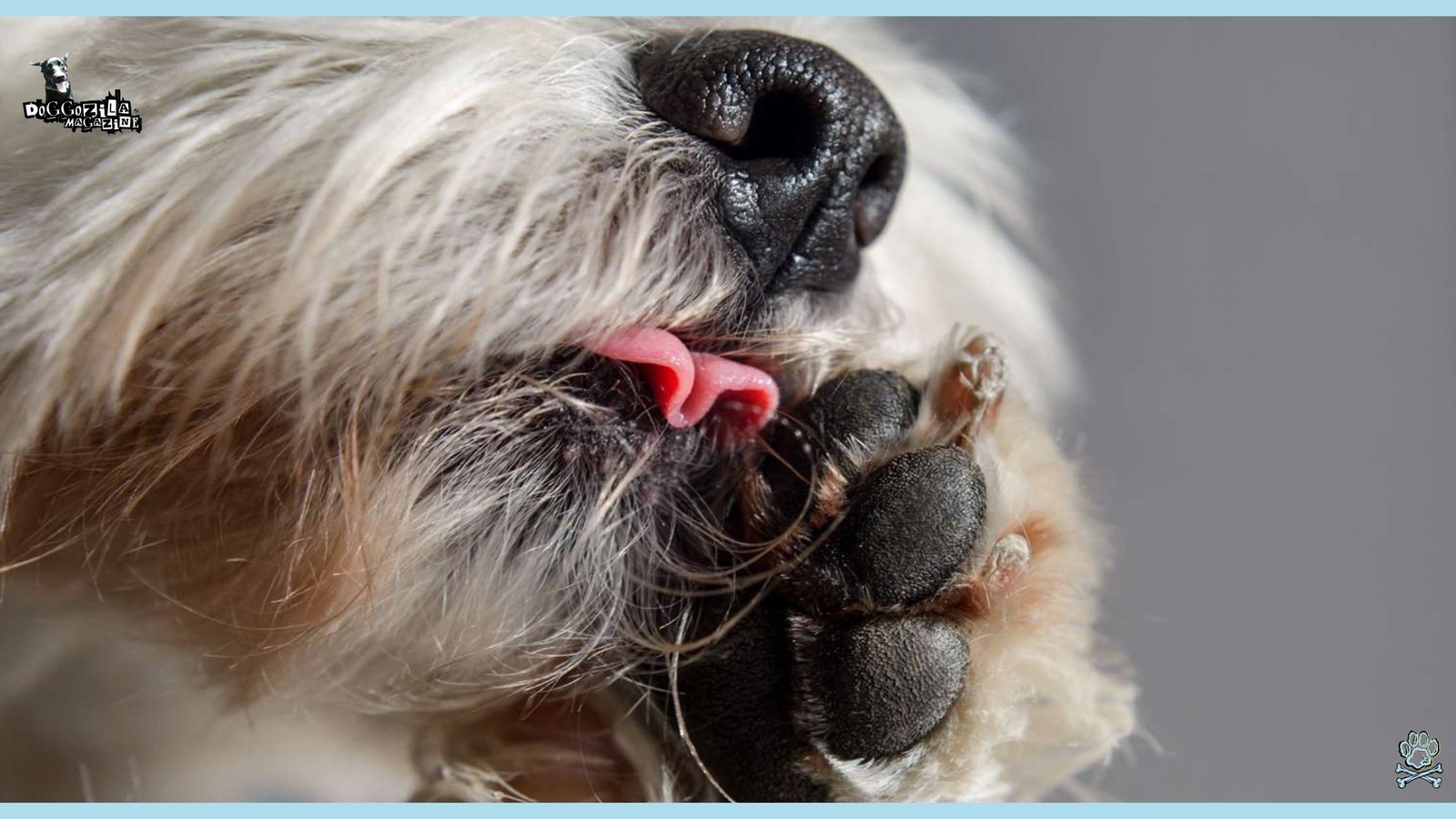 cute puppy licking his paw
