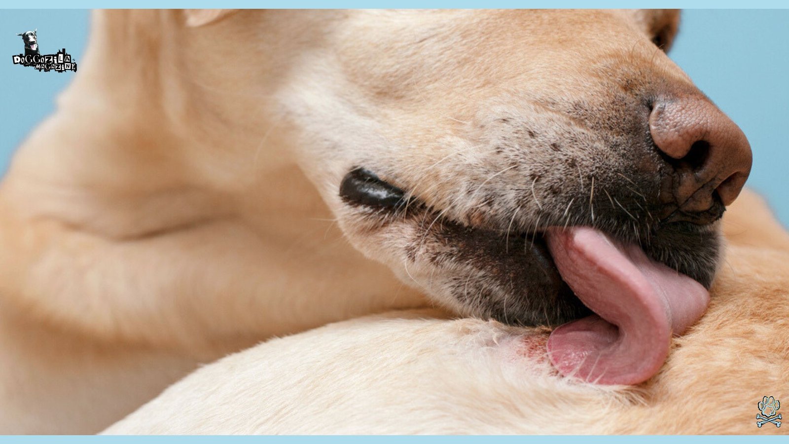 White Labrador licking himself
