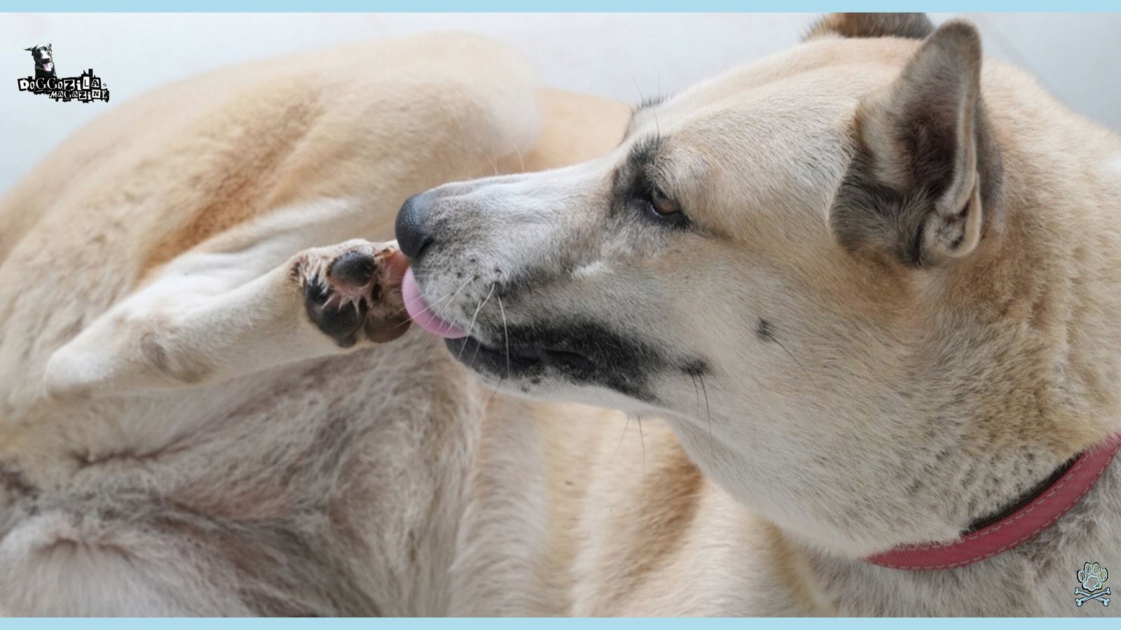 Why Do Dogs Groom Themselves