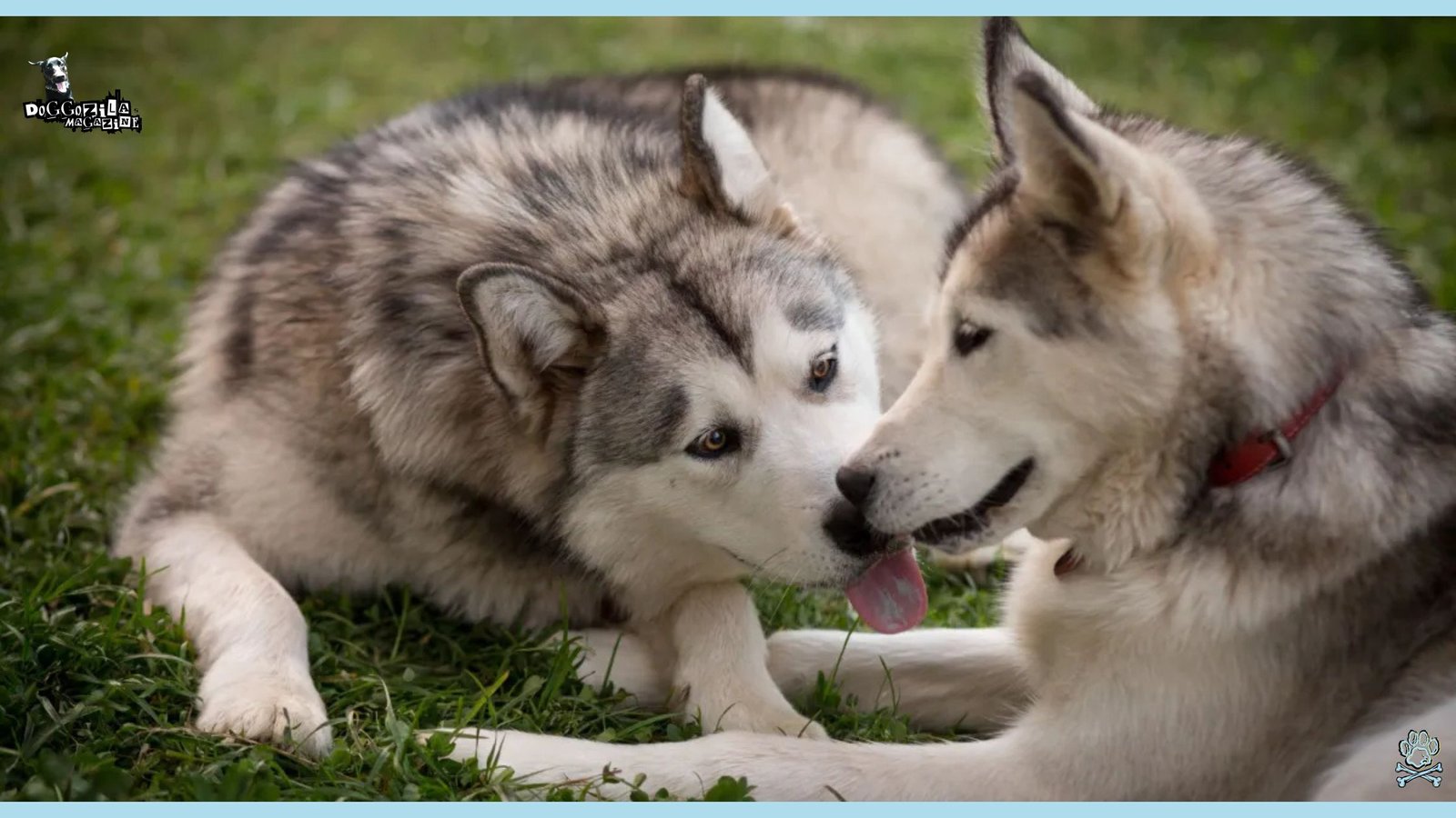 Why Do Dogs Groom Themselves