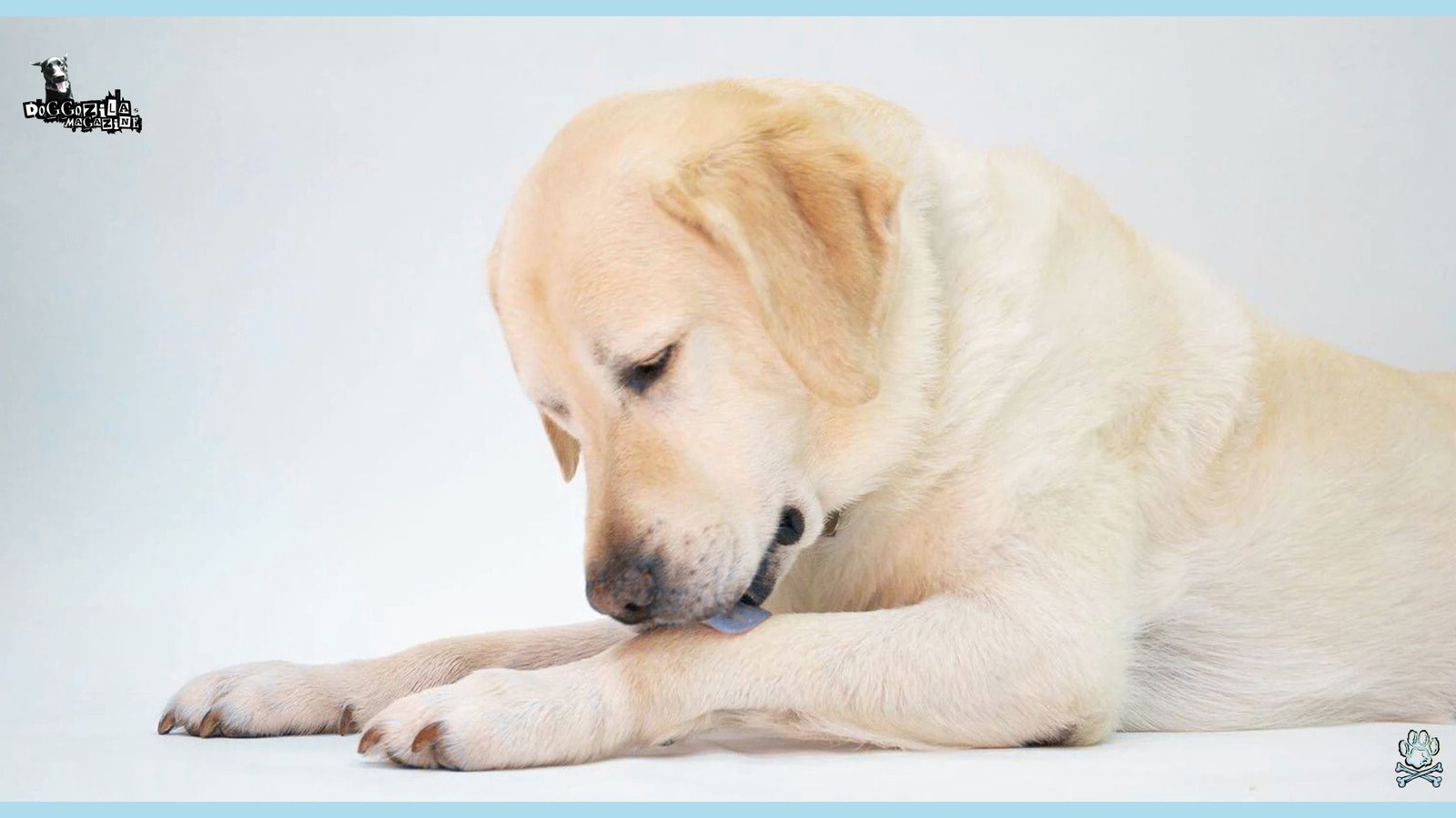 Why Do Dogs Groom Themselves
