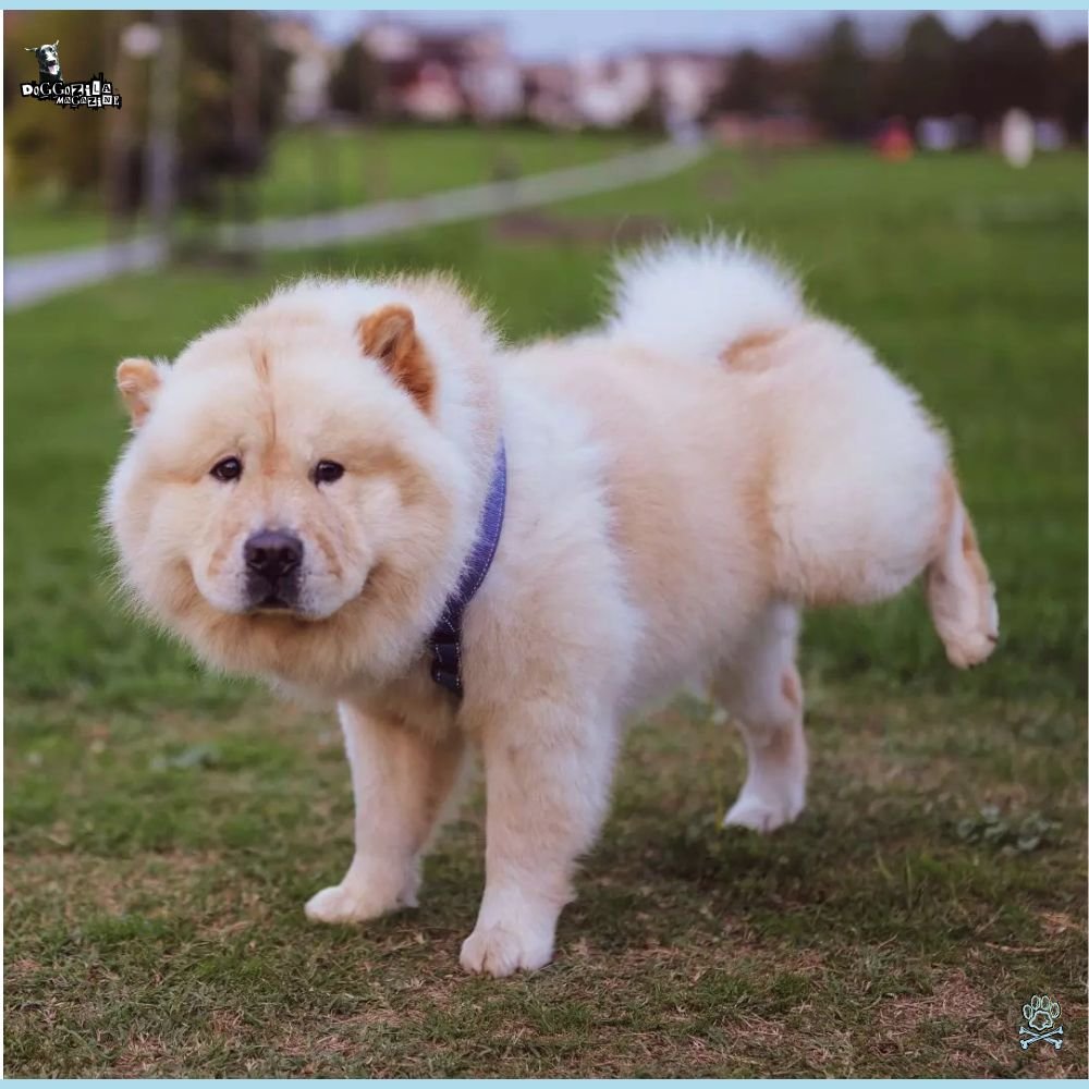 Why Do Dogs Lift Their Leg to Pee
