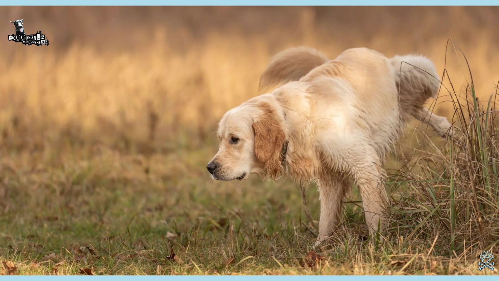 Golden retriever doing his business