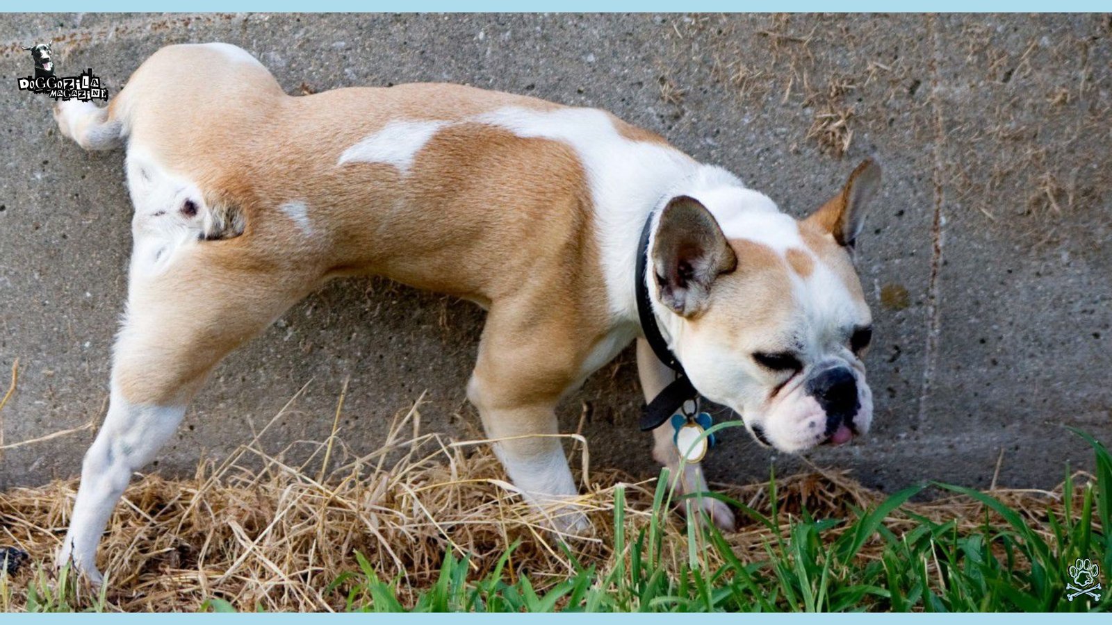 Why Do Dogs Lift Their Leg to Pee