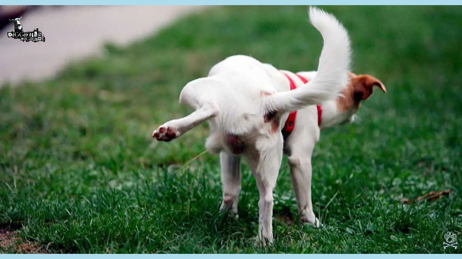 Why Do Dogs Lift Their Leg to Pee
