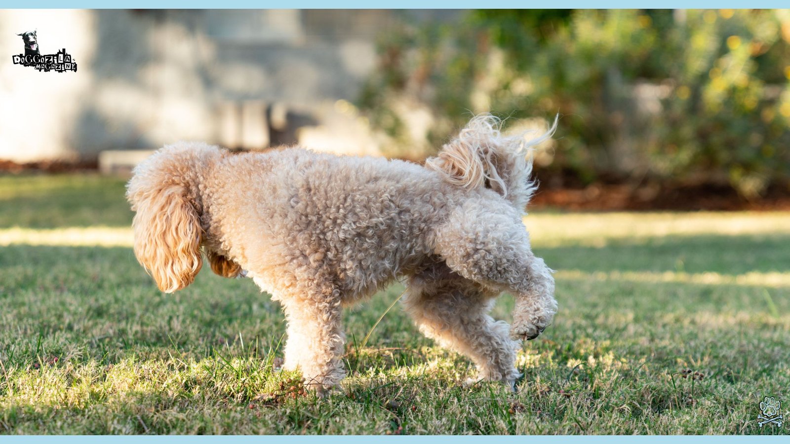 Why Do Dogs Lift Their Leg to Pee