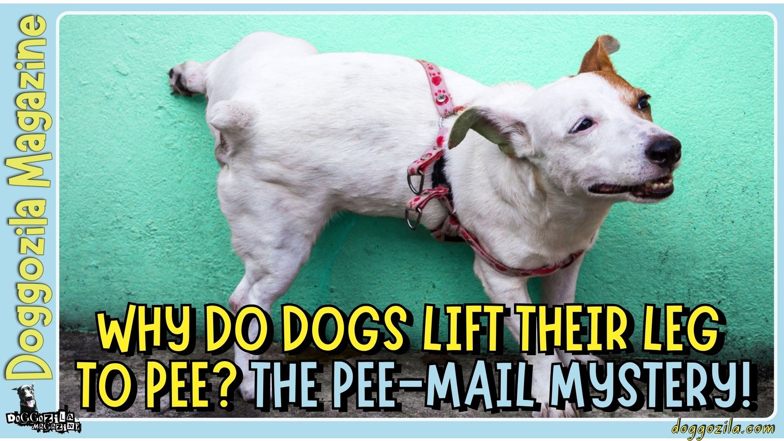 Why Do Dogs Lift Their Leg to Pee