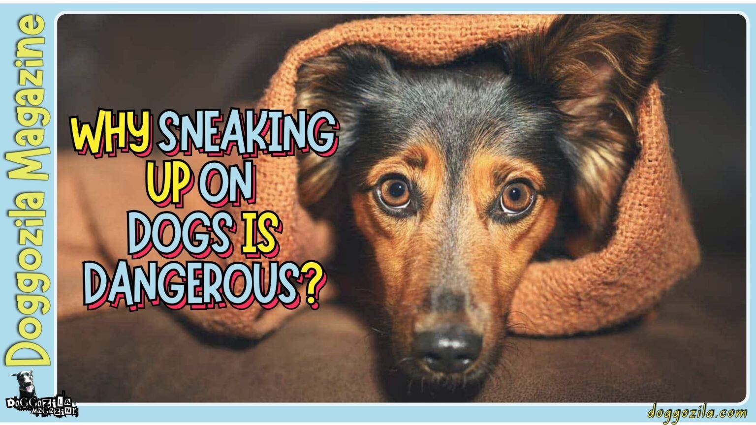 Why Sneaking Up On Dogs Is Dangerous