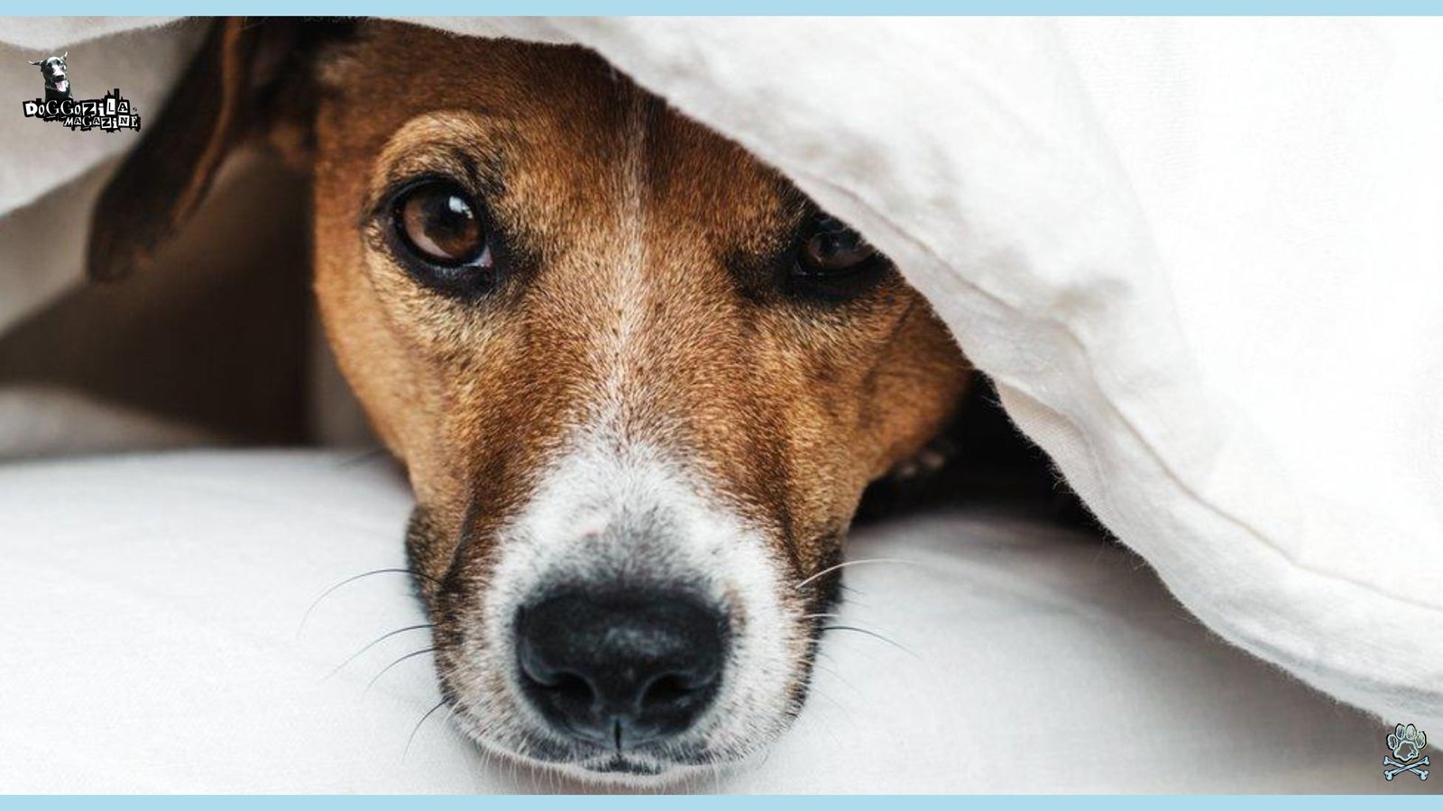 dog under the blanket