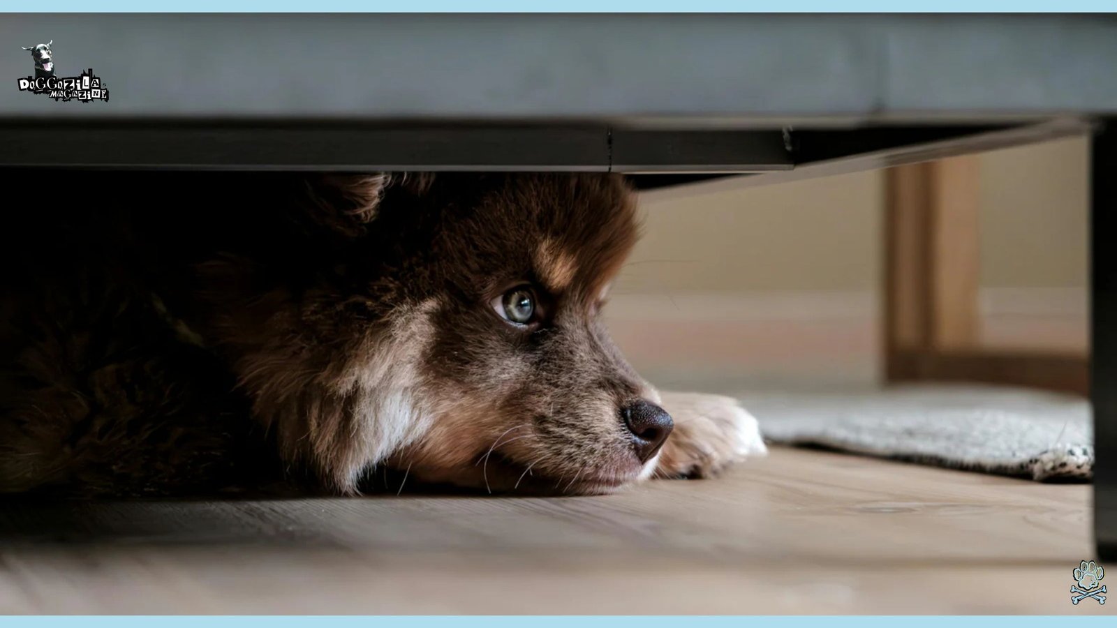 scared little puppy hide under the bed