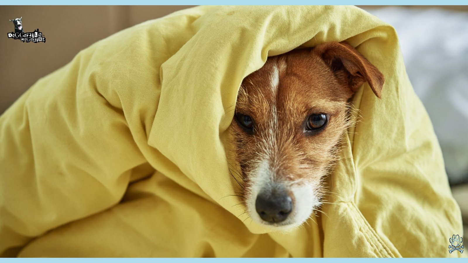 Why Sneaking Up On Dogs Is Dangerous