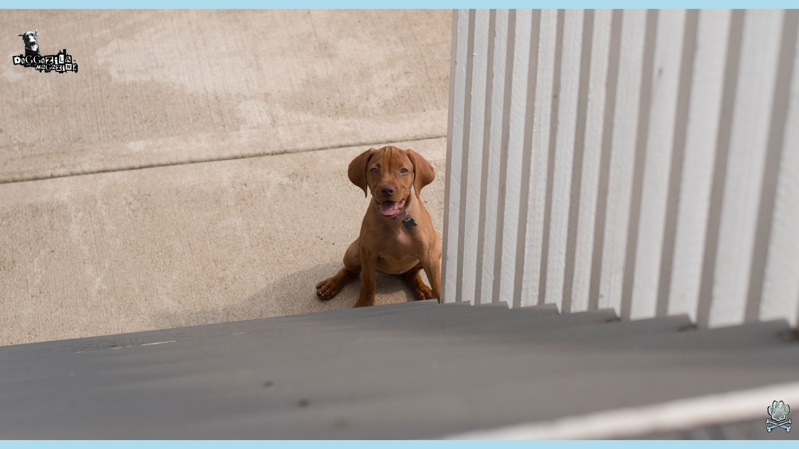 Why Sneaking Up On Dogs Is Dangerous