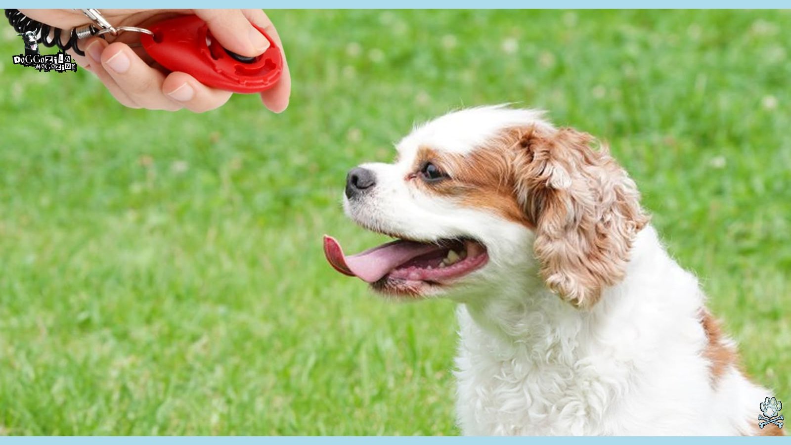How to use the Clicker Training for Dogs