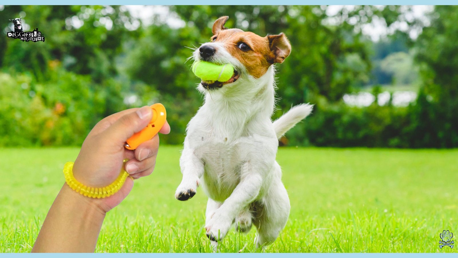 flying jack Russel pup