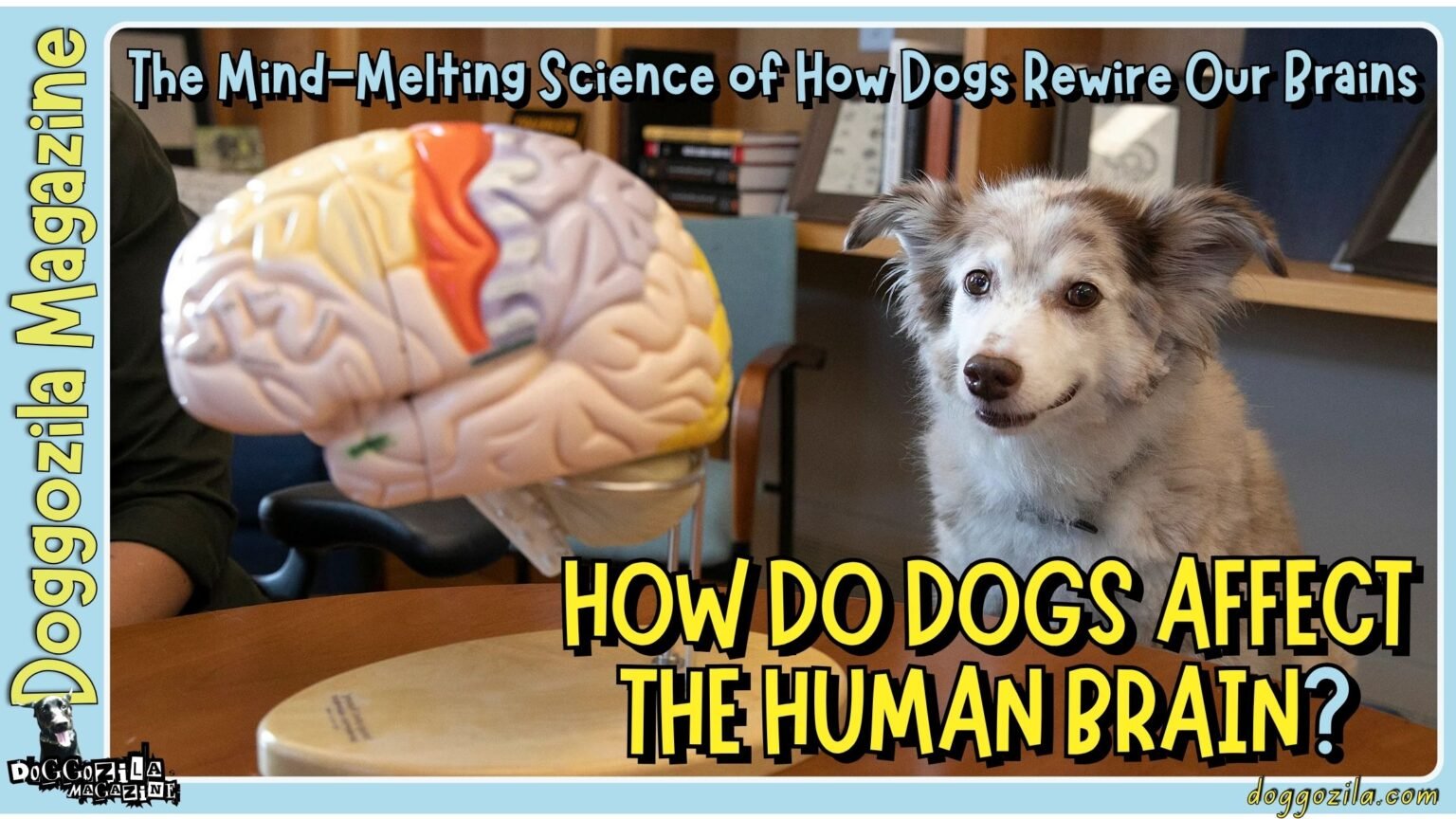 The Mind-Melting Science of How Dogs Rewire Our Brains How Do Dogs Affect The Human Brain