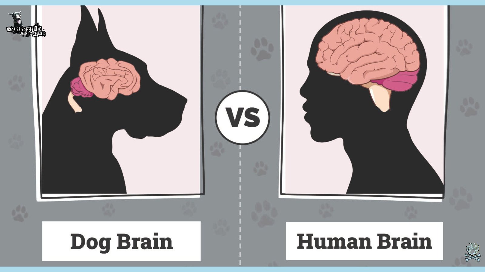 How Do Dogs Affect The Human Brain