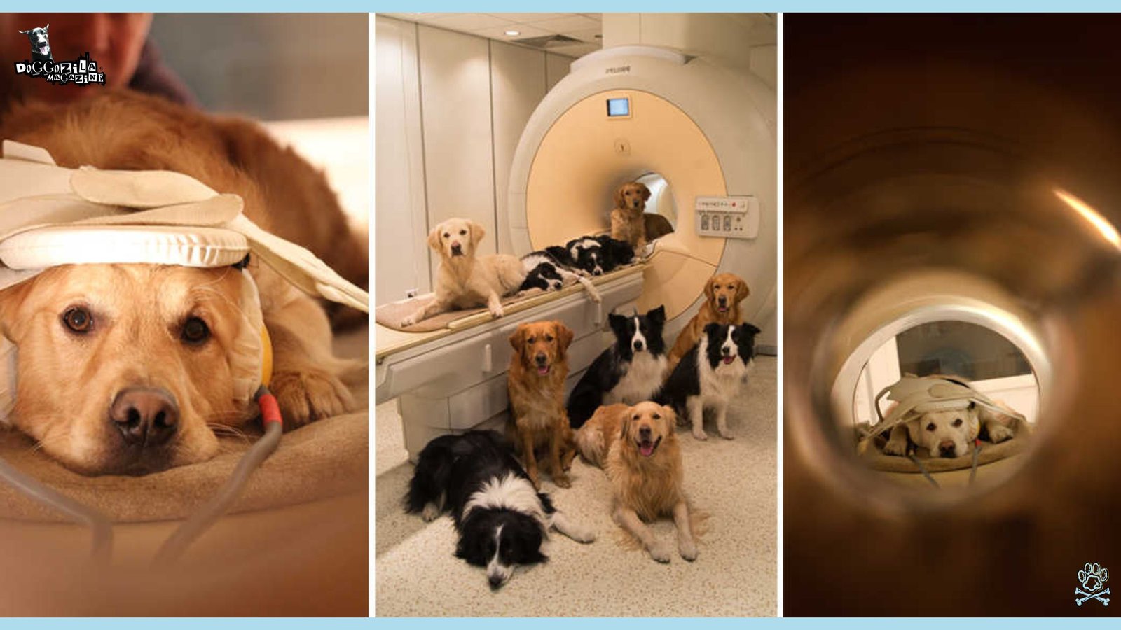How Do Dogs Affect The Human Brain