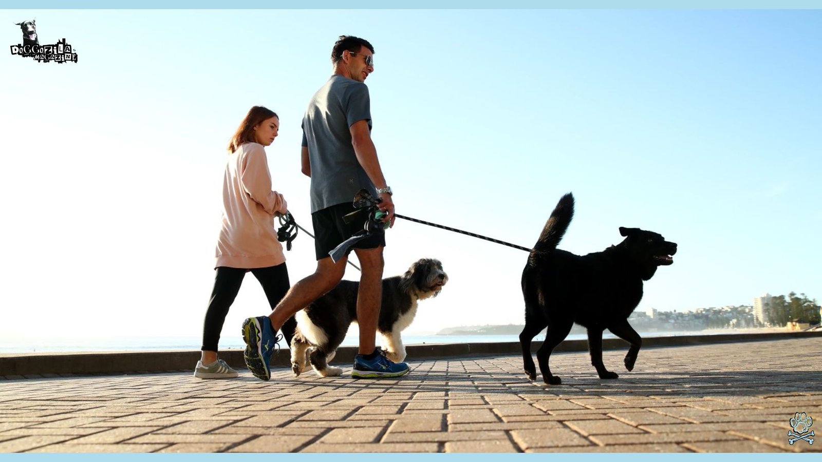 dogs taking a walk with their owners