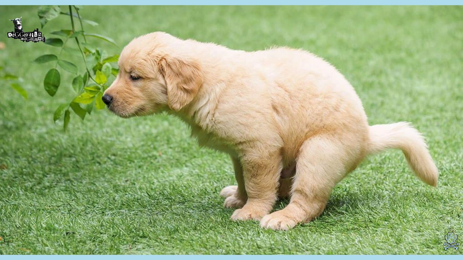 Learn How Do Dogs Decide Where To Poop