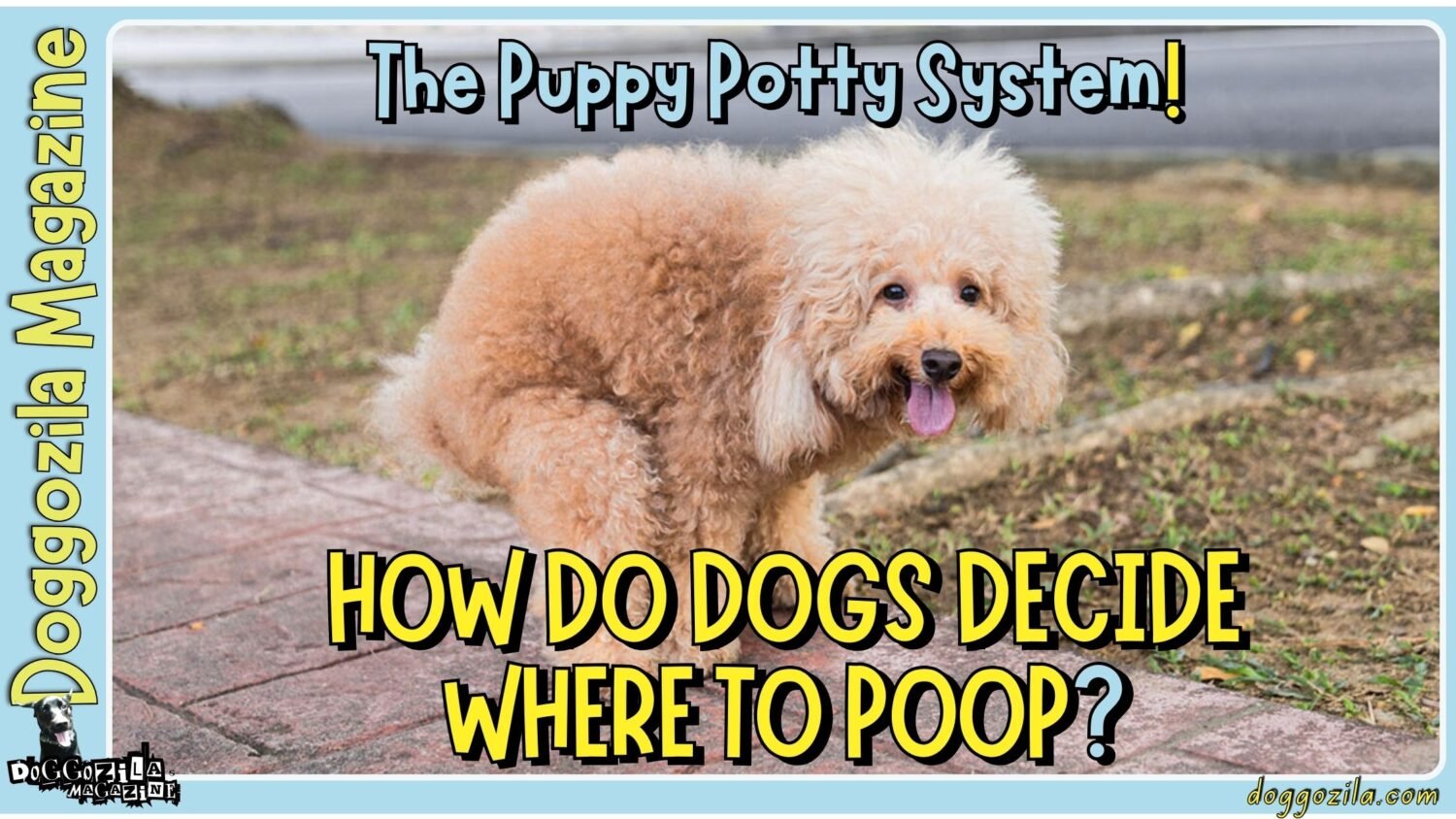 Learn How Do Dogs Decide Where To Poop-The Puppy Potty System