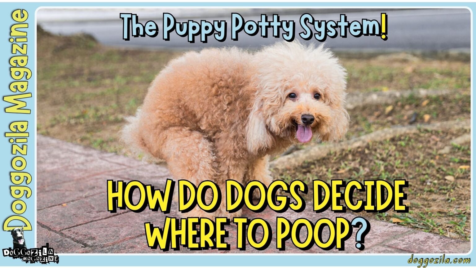 Learn How Do Dogs Decide Where To Poop-The Puppy Potty System
