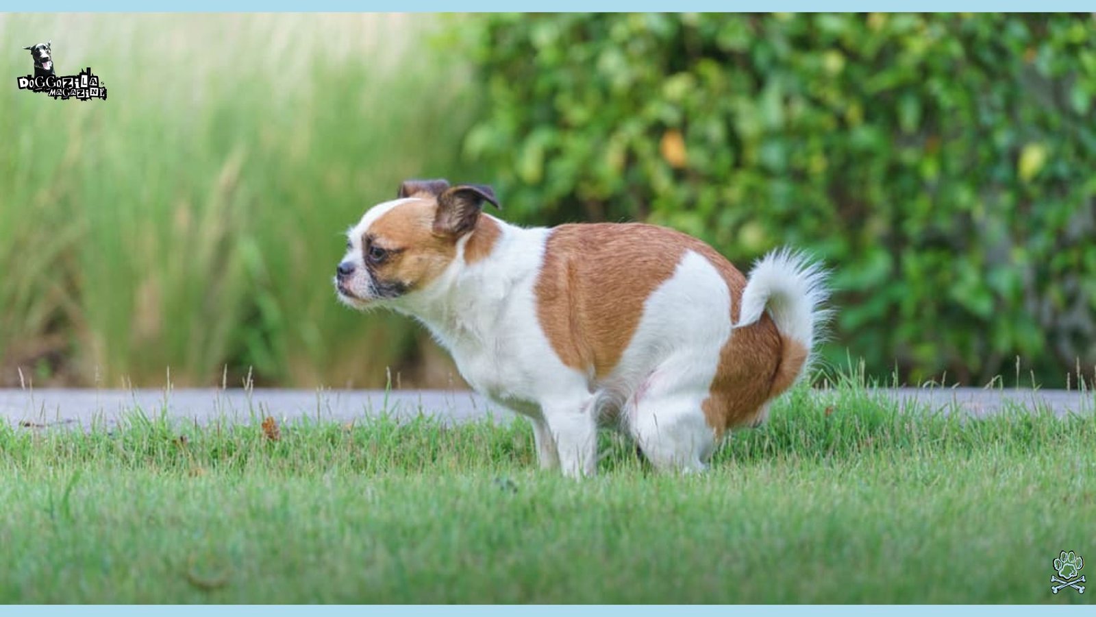 cute little puppy relieving himself in the grass